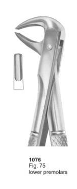  Fig. 75 lower premolars 
